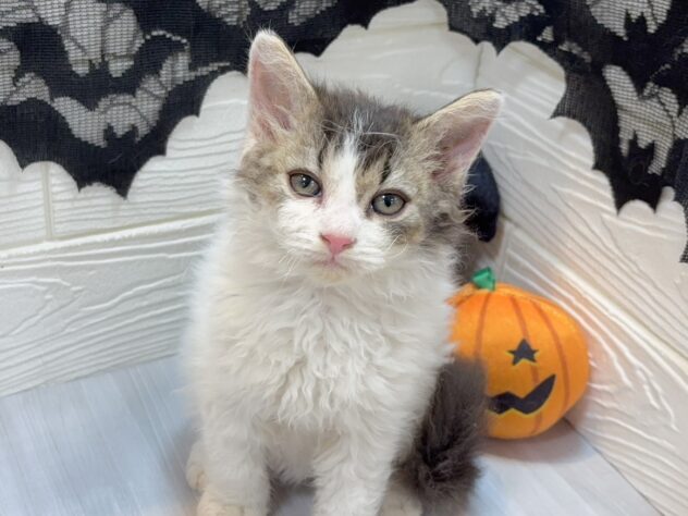 兵庫県のセルカークレックス (ワンキャラット アミーゴ姫路飾磨店/2025年8月24日生まれ/女の子/ブラウンティックドタビーホワイト)の子猫の4枚目の画像