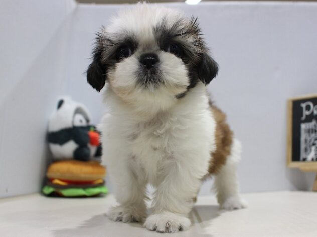 兵庫県のシーズー (ペット・プラザ アミーゴつかしん店/2025年9月14日生まれ/女の子/ゴールドホワイト)の子犬の2枚目の画像