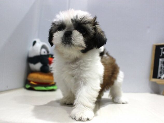 兵庫県のシーズー (ペット・プラザ アミーゴつかしん店/2025年9月14日生まれ/女の子/ゴールドホワイト)の子犬の1枚目の画像