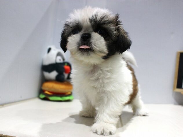 兵庫県のシーズー (ペット・プラザ アミーゴつかしん店/2025年9月14日生まれ/女の子/ゴールドホワイト)の子犬の3枚目の画像