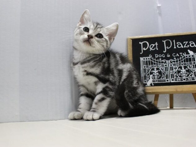 兵庫県のアメリカンショートヘアー (ペット・プラザ アミーゴつかしん店/2025年9月7日生まれ/女の子/シルバータビー)の子猫の1枚目の画像