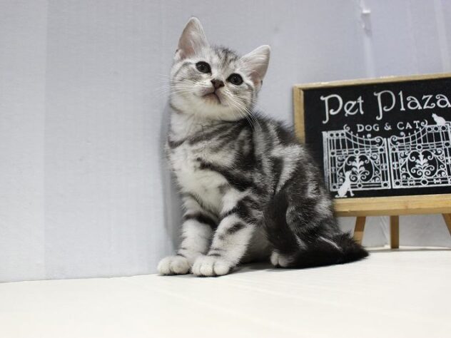 兵庫県のアメリカンショートヘアー (ペット・プラザ アミーゴつかしん店/2025年9月7日生まれ/女の子/シルバータビー)の子猫の2枚目の画像