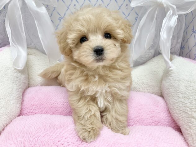 広島県のハーフ犬・ミックス犬 (アミーゴ宇品店/2025年8月28日生まれ/女の子/クリーム)の子犬の2枚目の画像