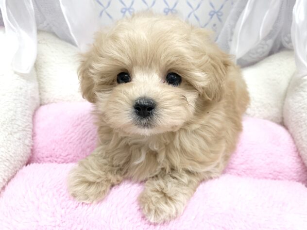 広島県のハーフ犬・ミックス犬 (アミーゴ宇品店/2025年8月28日生まれ/女の子/クリーム)の子犬の1枚目の画像