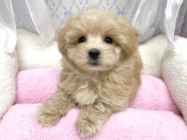 広島県のハーフ犬・ミックス犬 (アミーゴ宇品店/2025年8月28日生まれ/女の子/クリーム)の子犬の3枚目の画像