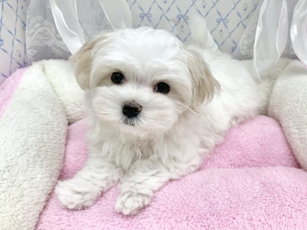 広島県のマルチーズ (アミーゴ宇品店/2025年9月1日生まれ/女の子/ホワイト)の子犬の1枚目の画像