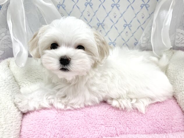 広島県のマルチーズ (アミーゴ宇品店/2025年9月1日生まれ/女の子/ホワイト)の子犬の3枚目の画像