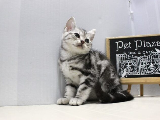 兵庫県のアメリカンショートヘアー (ペット・プラザ アミーゴつかしん店/2025年9月7日生まれ/女の子/シルバータビー)の子猫の3枚目の画像