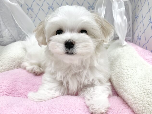 広島県のマルチーズ (アミーゴ宇品店/2025年9月1日生まれ/女の子/ホワイト)の子犬の2枚目の画像