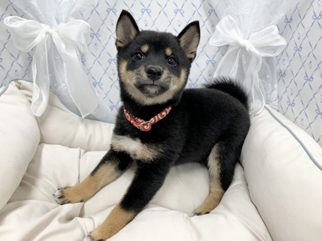 広島県の豆柴 (アミーゴ宇品店/2025年8月17日生まれ/女の子/黒)の子犬の3枚目の画像