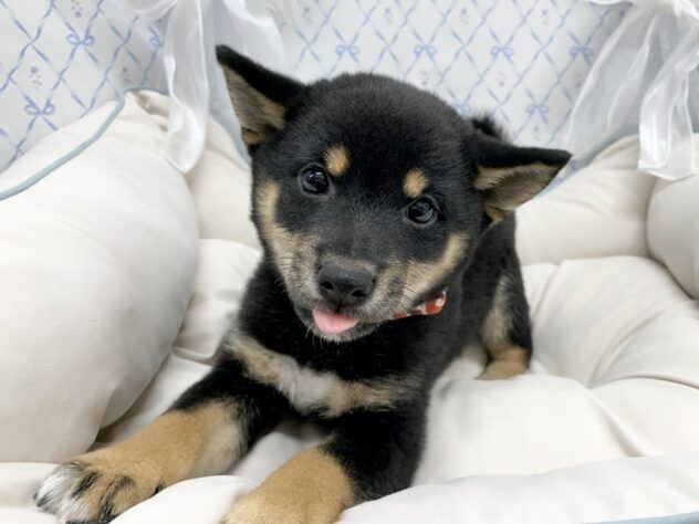 広島県の豆柴 (アミーゴ宇品店/2025年8月17日生まれ/女の子/黒)の子犬の2枚目の画像