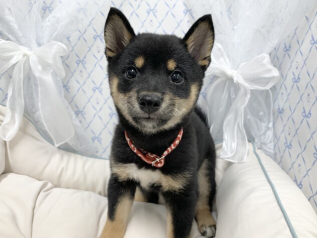 広島県の豆柴 (アミーゴ宇品店/2025年8月17日生まれ/女の子/黒)の子犬の1枚目の画像