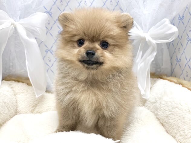広島県のポメラニアン (アミーゴ宇品店/2025年9月1日生まれ/女の子/オレンジ)の子犬の3枚目の画像