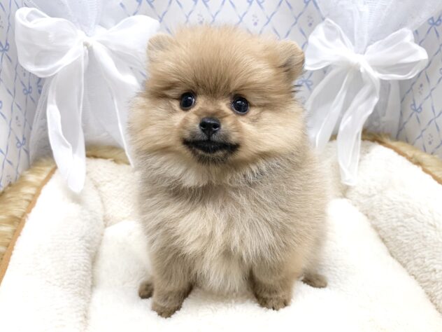 広島県のポメラニアン (アミーゴ宇品店/2025年9月1日生まれ/女の子/オレンジ)の子犬の2枚目の画像