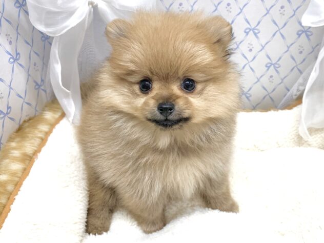 広島県のポメラニアン (アミーゴ宇品店/2025年9月1日生まれ/女の子/オレンジ)の子犬の1枚目の画像