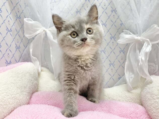 広島県のブリティッシュショートヘアー (アミーゴ宇品店/2025年8月30日生まれ/女の子/ブルークリーム)の子猫の2枚目の画像