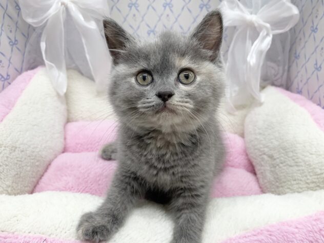 広島県のブリティッシュショートヘアー (アミーゴ宇品店/2025年8月30日生まれ/女の子/ブルークリーム)の子猫の1枚目の画像