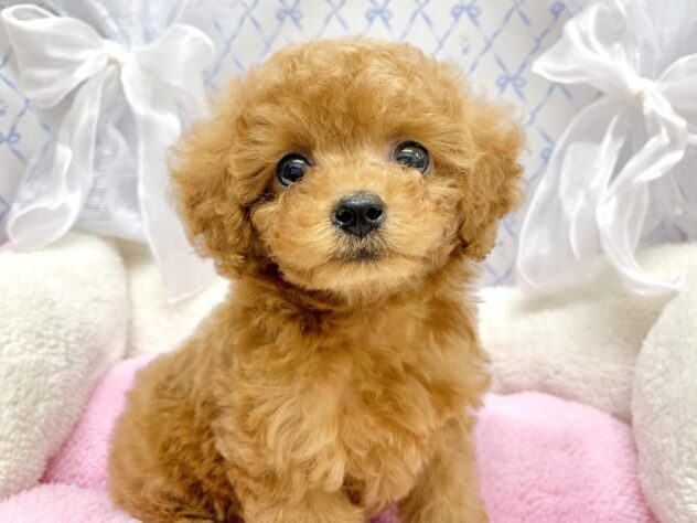 広島県のトイプードル(トイ) (アミーゴ宇品店/2025年9月9日生まれ/女の子/レッドフォーン)の子犬の1枚目の画像