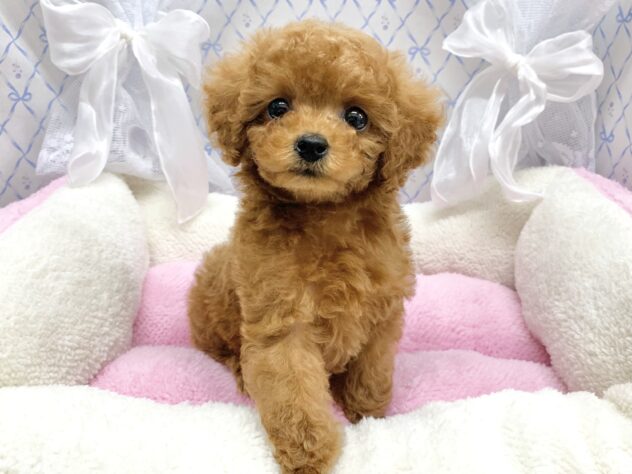 広島県のトイプードル(トイ) (アミーゴ宇品店/2025年9月9日生まれ/女の子/レッドフォーン)の子犬の2枚目の画像