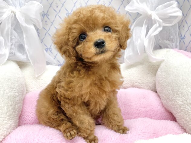 広島県のトイプードル(トイ) (アミーゴ宇品店/2025年9月9日生まれ/女の子/レッドフォーン)の子犬の3枚目の画像