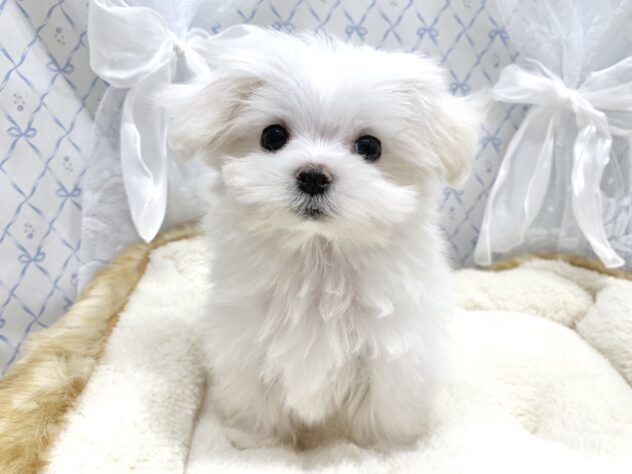 広島県のマルチーズ (アミーゴ宇品店/2025年9月3日生まれ/女の子/ホワイト)の子犬の2枚目の画像