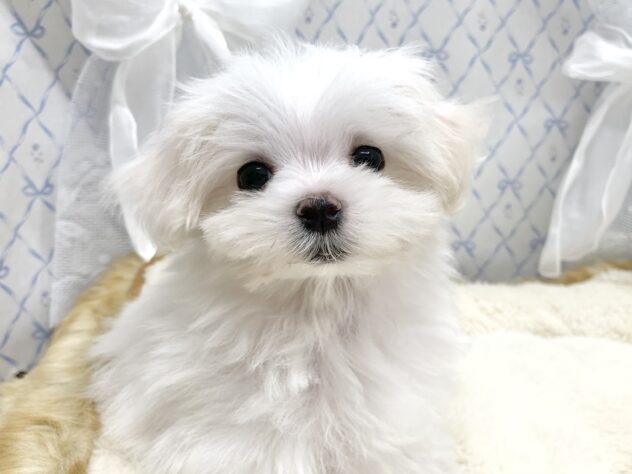広島県のマルチーズ (アミーゴ宇品店/2025年9月3日生まれ/女の子/ホワイト)の子犬の1枚目の画像