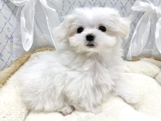 広島県のマルチーズ (アミーゴ宇品店/2025年9月3日生まれ/女の子/ホワイト)の子犬の3枚目の画像