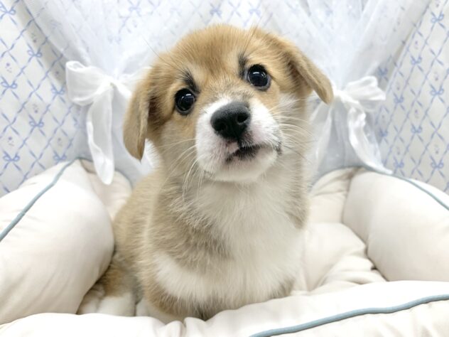 広島県のウェルシュコーギーペンブローク (アミーゴ宇品店/2025年9月1日生まれ/女の子/セーブルホワイト)の子犬の1枚目の画像