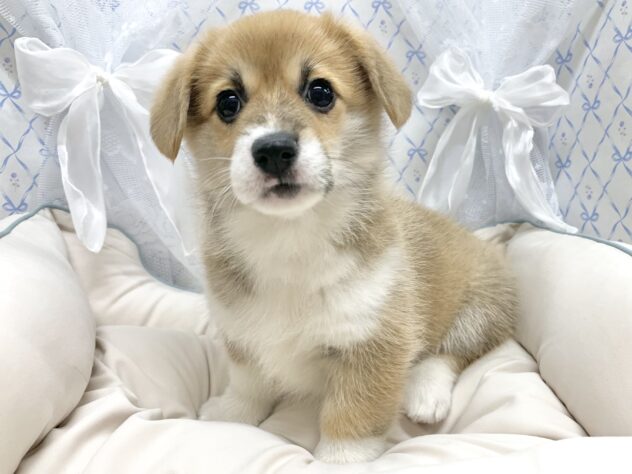 広島県のウェルシュコーギーペンブローク (アミーゴ宇品店/2025年9月1日生まれ/女の子/セーブルホワイト)の子犬の2枚目の画像