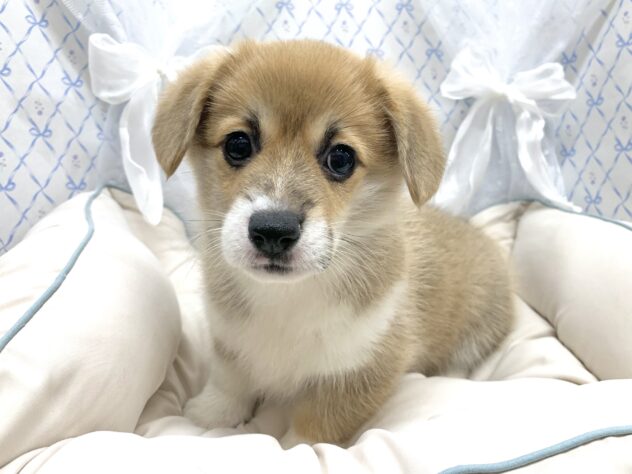 広島県のウェルシュコーギーペンブローク (アミーゴ宇品店/2025年9月1日生まれ/女の子/セーブルホワイト)の子犬の3枚目の画像