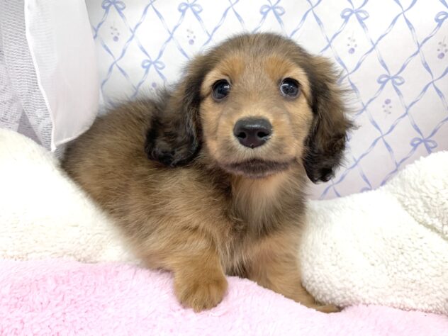 広島県のミニチュアダックスフンド(ロング) (アミーゴ宇品店/2025年9月9日生まれ/女の子/シェーデットレッド)の子犬の2枚目の画像