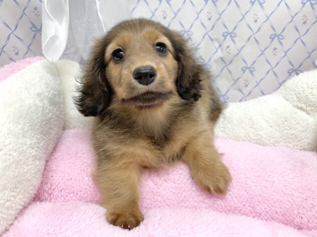 広島県のミニチュアダックスフンド(ロング) (アミーゴ宇品店/2025年9月9日生まれ/女の子/シェーデットレッド)の子犬の3枚目の画像