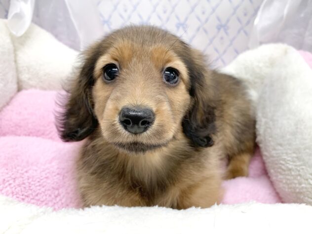 広島県のミニチュアダックスフンド(ロング) (アミーゴ宇品店/2025年9月9日生まれ/女の子/シェーデットレッド)の子犬の1枚目の画像