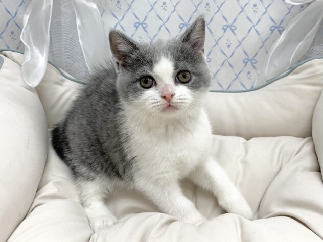 広島県のブリティッシュショートヘアー (アミーゴ宇品店/2025年9月13日生まれ/女の子/ブルーホワイト)の子猫の3枚目の画像