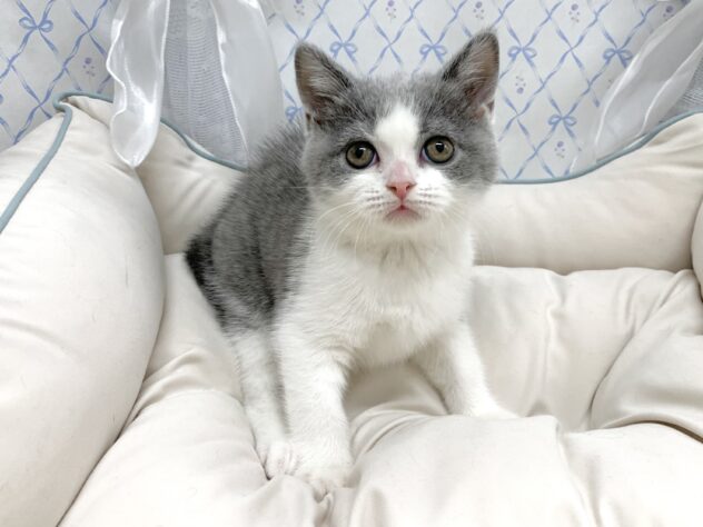 広島県のブリティッシュショートヘアー (アミーゴ宇品店/2025年9月13日生まれ/女の子/ブルーホワイト)の子猫の2枚目の画像