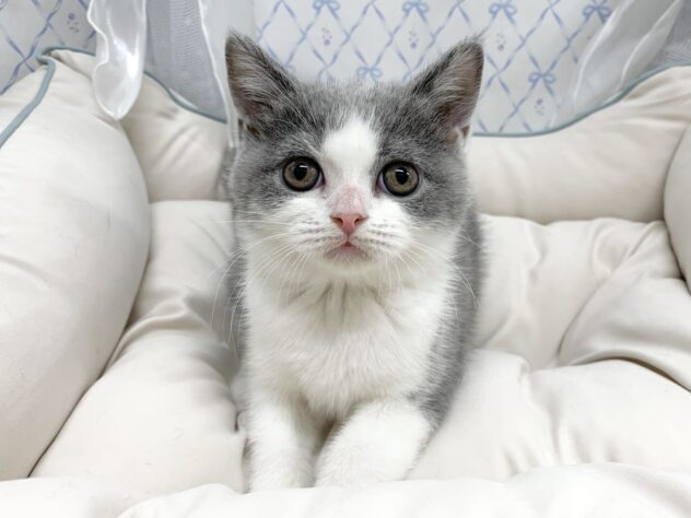 広島県のブリティッシュショートヘアー (アミーゴ宇品店/2025年9月13日生まれ/女の子/ブルーホワイト)の子猫の1枚目の画像