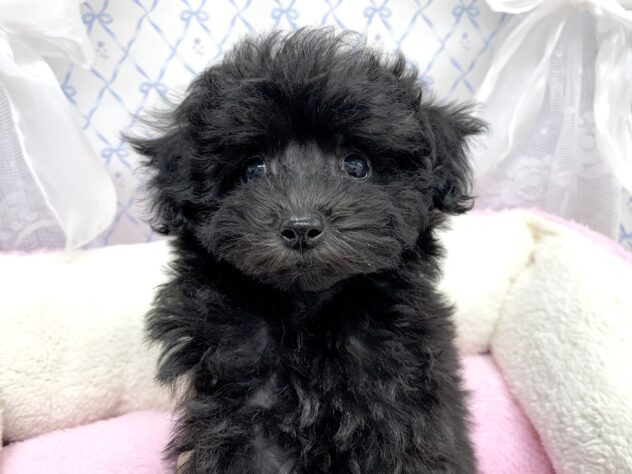 広島県のトイプードル(トイ) (アミーゴ宇品店/2025年9月13日生まれ/女の子/ブラック)の子犬の1枚目の画像