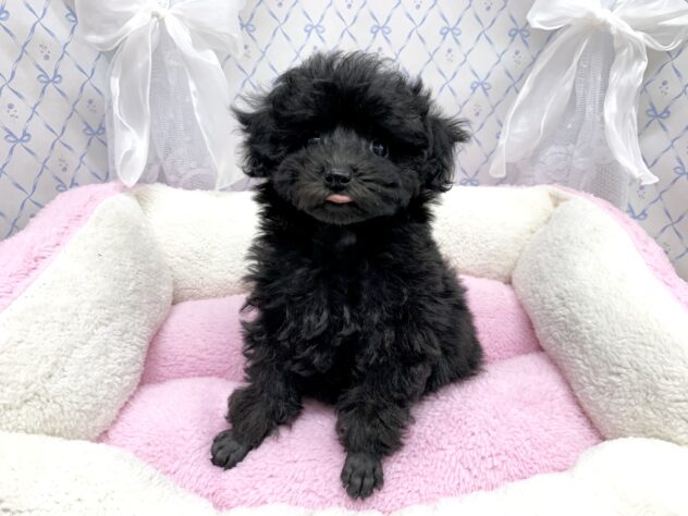 広島県のトイプードル(トイ) (アミーゴ宇品店/2025年9月13日生まれ/女の子/ブラック)の子犬の3枚目の画像