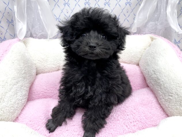 広島県のトイプードル(トイ) (アミーゴ宇品店/2025年9月13日生まれ/女の子/ブラック)の子犬の2枚目の画像