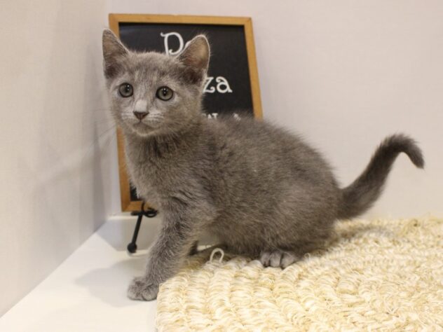 大阪府のロシアンブルー (ペット・プラザ アミーゴ箕面店/2025年8月19日生まれ/男の子/ブルー)の子猫の1枚目の画像