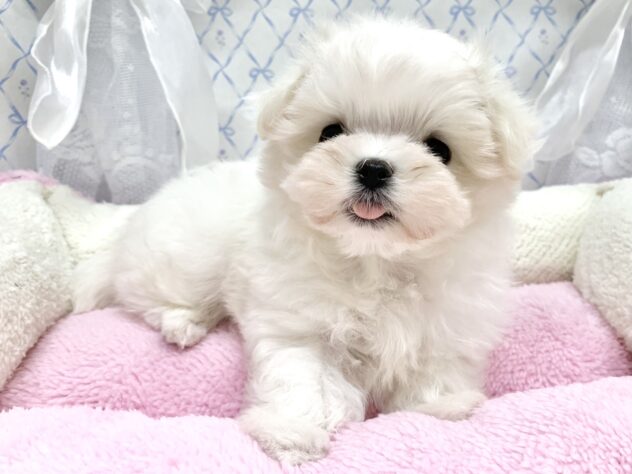 広島県のマルチーズ (アミーゴ宇品店/2025年9月19日生まれ/女の子/ホワイト)の子犬