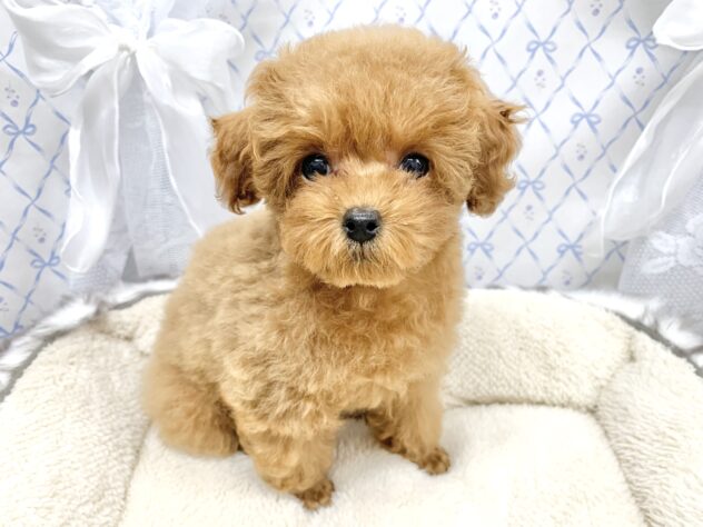 広島県のトイプードル(トイ) (アミーゴ宇品店/2025年9月11日生まれ/女の子/レッドフォーン)の子犬の1枚目の画像