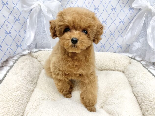 広島県のトイプードル(トイ) (アミーゴ宇品店/2025年9月11日生まれ/女の子/レッドフォーン)の子犬の2枚目の画像