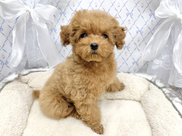 広島県のトイプードル(トイ) (アミーゴ宇品店/2025年9月11日生まれ/女の子/レッドフォーン)の子犬の3枚目の画像