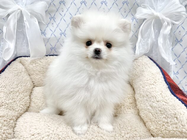 広島県のポメラニアン (アミーゴ宇品店/2025年9月28日生まれ/女の子/クリーム)の子犬