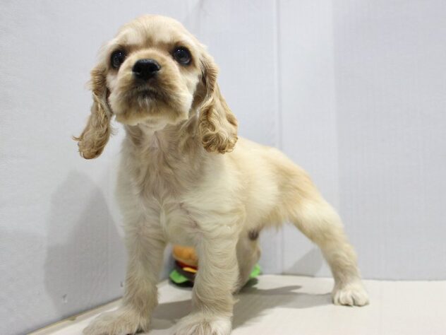 兵庫県のアメリカンコッカースパニエル (ペット・プラザ アミーゴつかしん店/2025年9月15日生まれ/男の子/バフ)の子犬の3枚目の画像