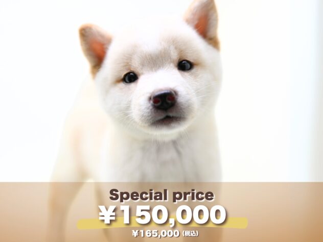 岡山県の豆柴 (アミーゴ大安寺店/2025年7月28日生まれ/男の子/白)の子犬の1枚目の画像