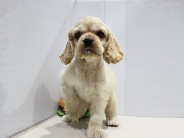 兵庫県のアメリカンコッカースパニエル (ペット・プラザ アミーゴつかしん店/2025年9月15日生まれ/男の子/バフ)の子犬の2枚目の画像