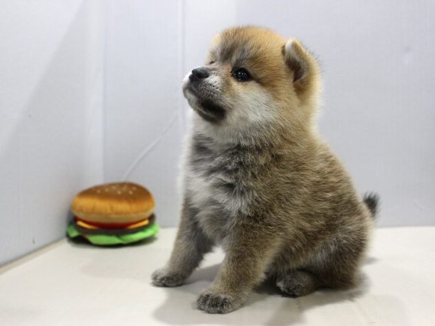 兵庫県のハーフ犬・ミックス犬 (ペット・プラザ アミーゴつかしん店/2025年9月12日生まれ/女の子/赤)の子犬の4枚目の画像