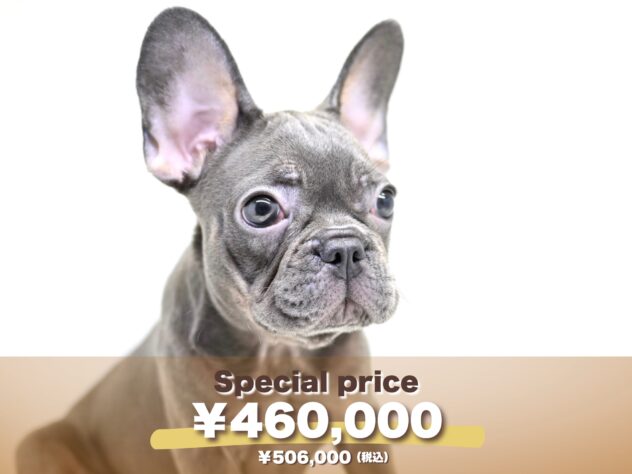 岡山県のフレンチブルドッグ (アミーゴ大安寺店/2025年5月12日生まれ/女の子/ブルータン)の子犬の1枚目の画像